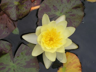 Water Lily.JPG
